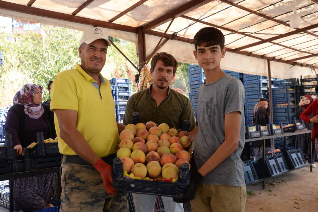 Mersin'de yerli şeftali hasadı başladı: Üreticiler verimden memnun 1